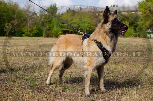 Pettorina in cuoio con borchie a punta di ottone per Tervueren